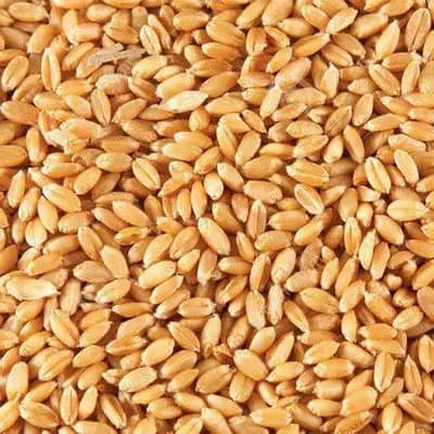  خالص آرگینک گندم برائے فروخت 