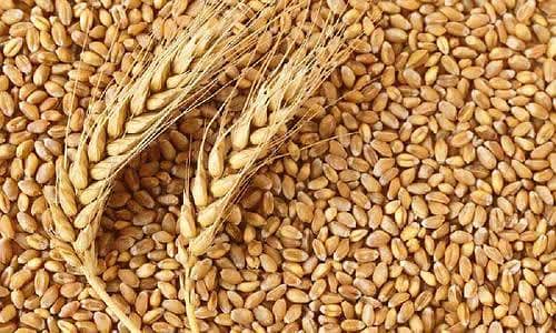  خالص آرگینک گندم برائے فروخت  1
