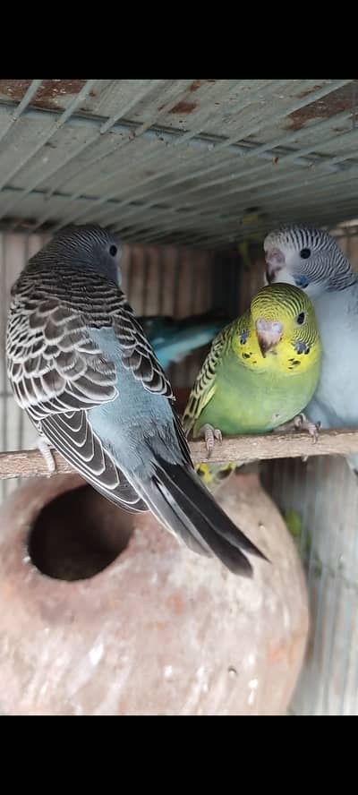 Yellow ringneck chick and Black wing budgies