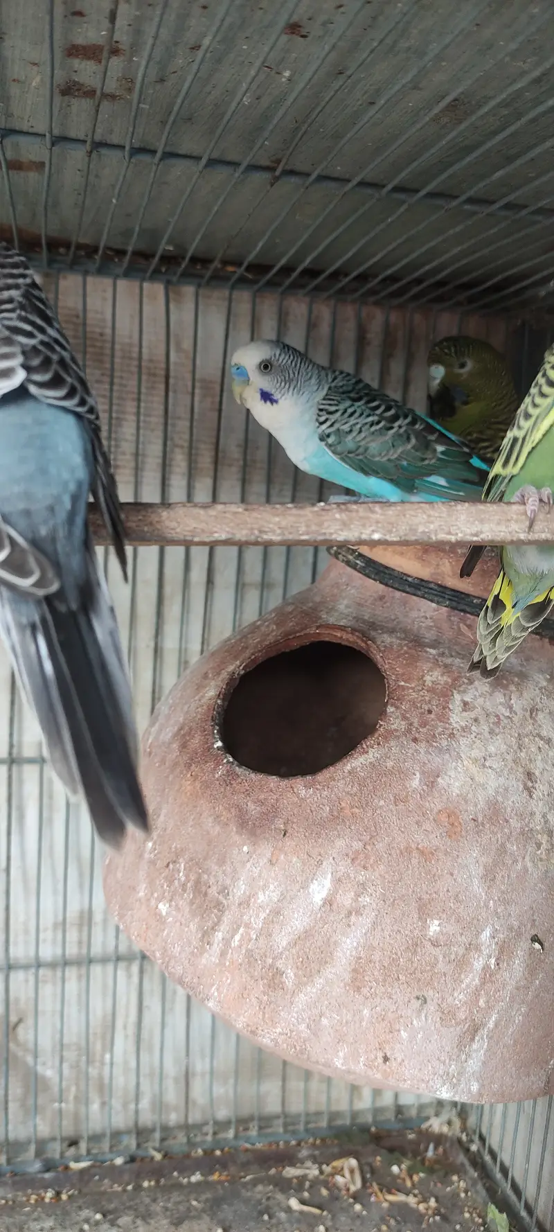 Black wing budgies — photo 2