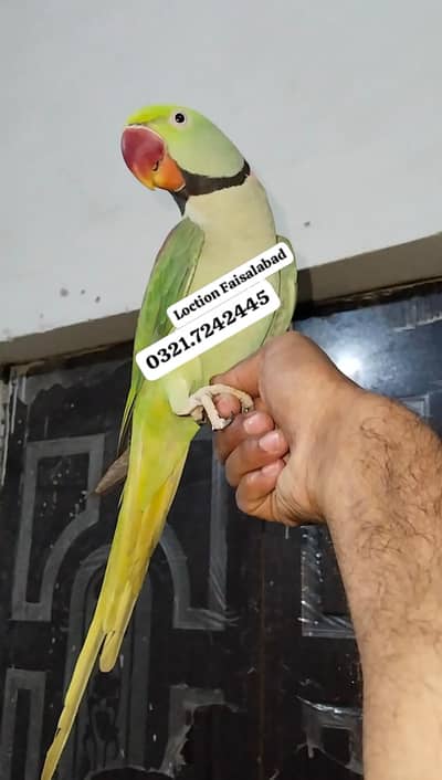 Raw hand tamed Male 03217242445 call