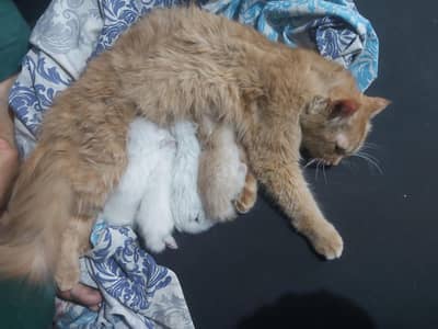 ginger persian Tripple coat female