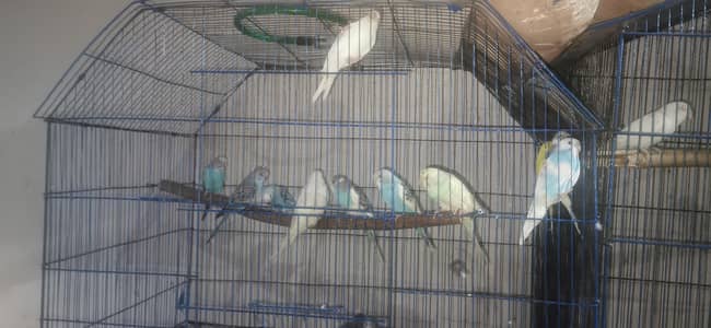 Budgies parrot for sale