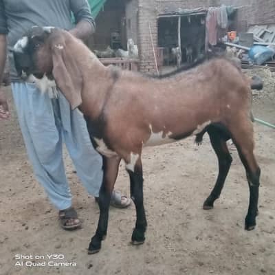 breeder 2 dant