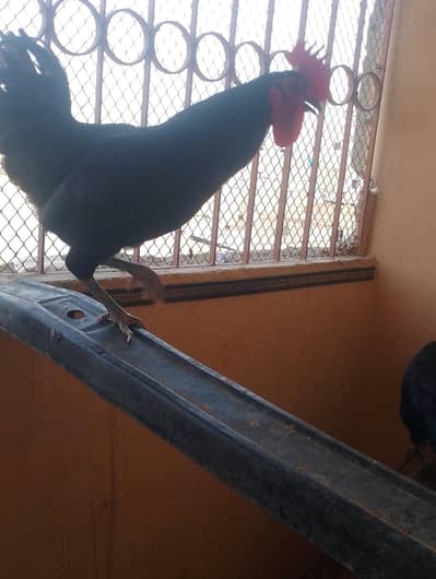 mere pass 2male 1 female australop ha full active ha