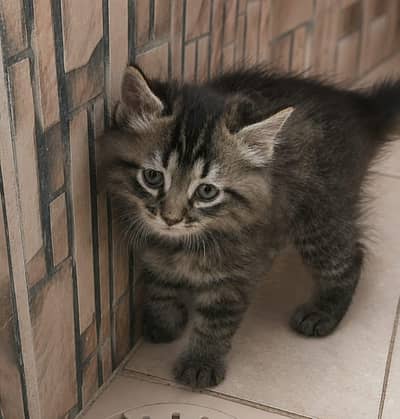 Persian kitten for sale|  Persian cat