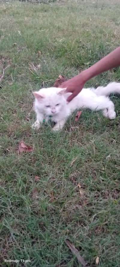 Pure White Persian Male Cat For Sale