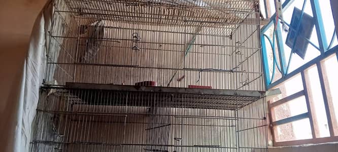 birds cages