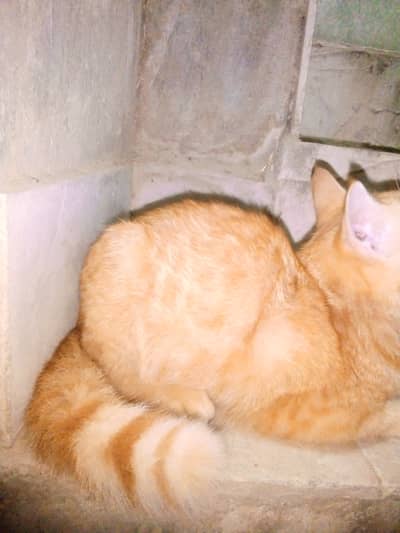 Persian cross female beautiful cat