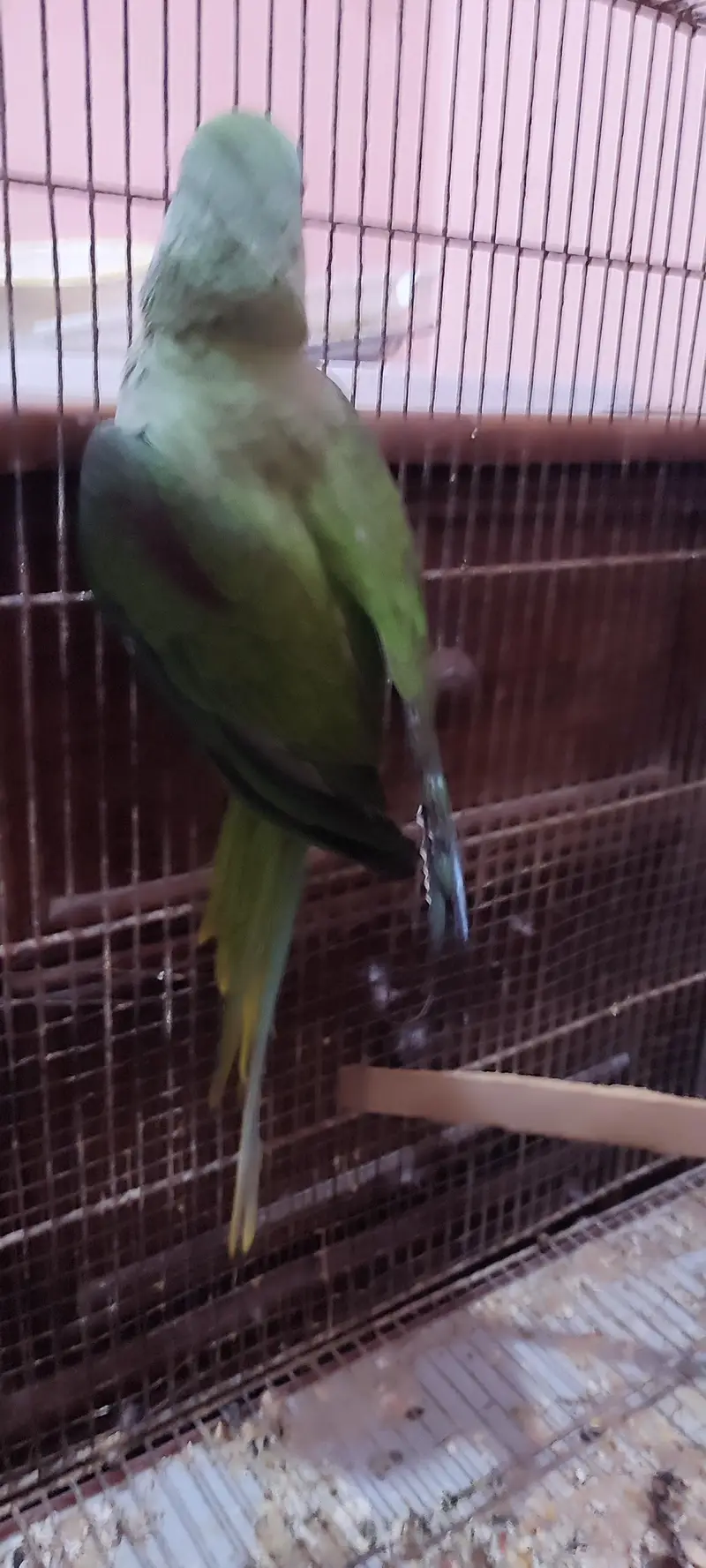 Kashmiri Raw healthy chicks — photo 4