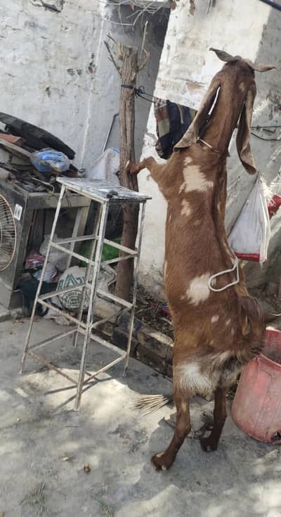 gote for sale
