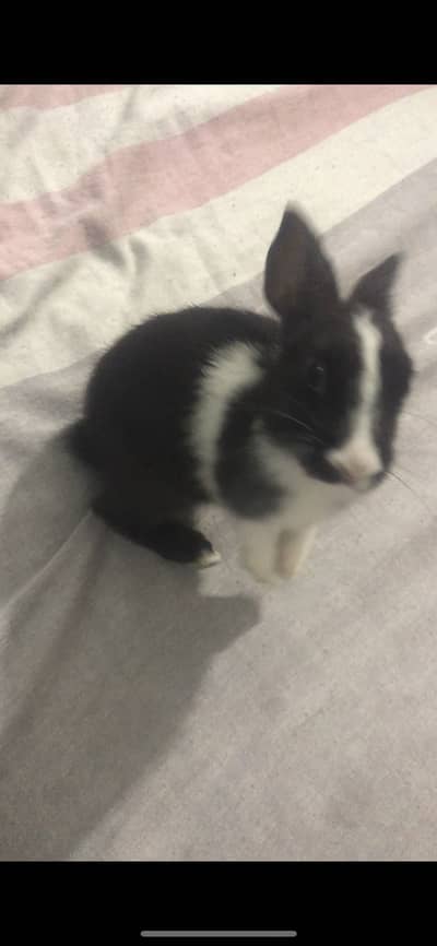 Hand tame bunny urgent sale
