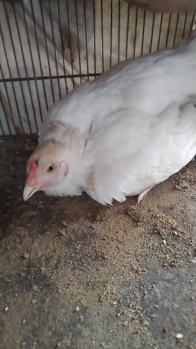 PURE MAINWALI HEERA KURAK MAADI AND CHICKS