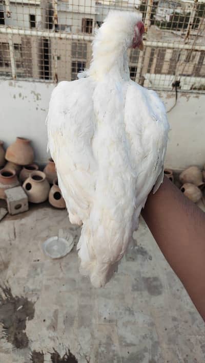 PURE MAINWALI HEERA KURAK MAADI AND CHICKS