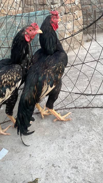 Aseel Murghay 02 Adad Read Ad Beautiful and active Aseel pair
