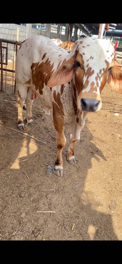 Bachra for sale