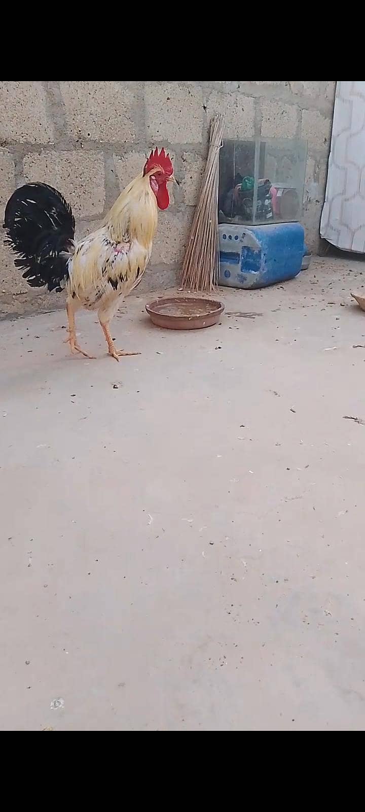 Hens pair 7