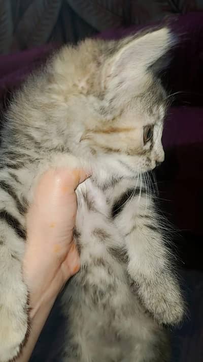 2 months female persian cats for sale