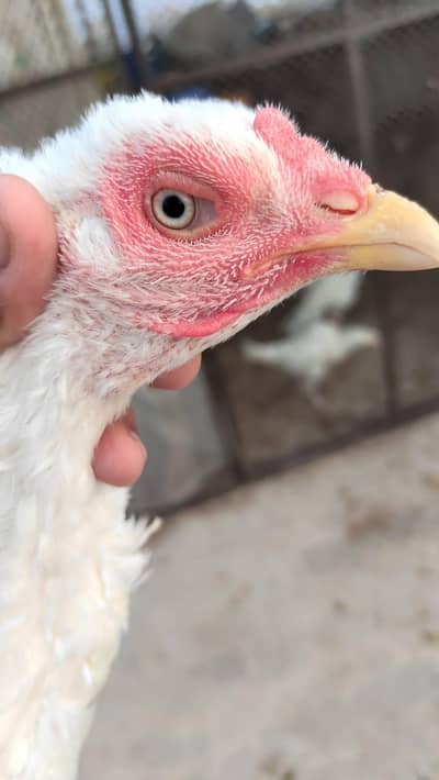PURE MAINWALI HEERA KURAK MAADI AND CHICKS