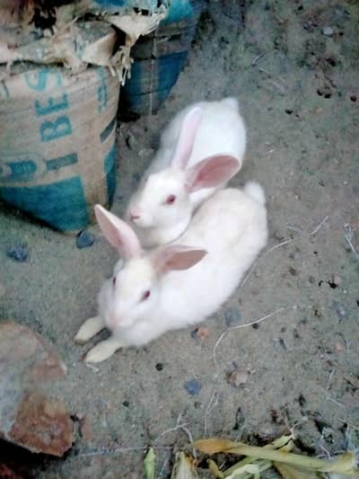 Rabbit for sale