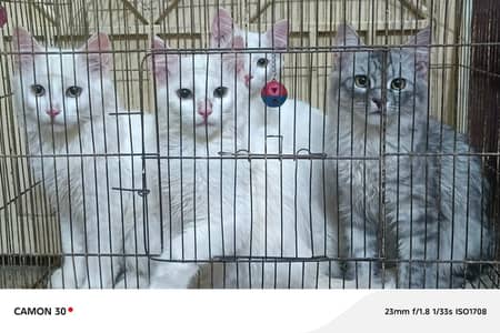 four cat ko purchase karna ha