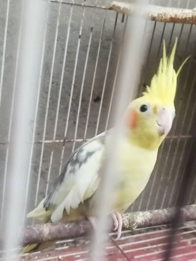 Cockatail pair with eggs