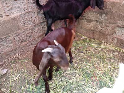 Kamori Bakri