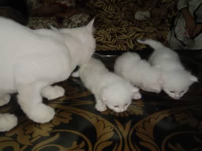 Persian family kittens and mother cat urgent sale