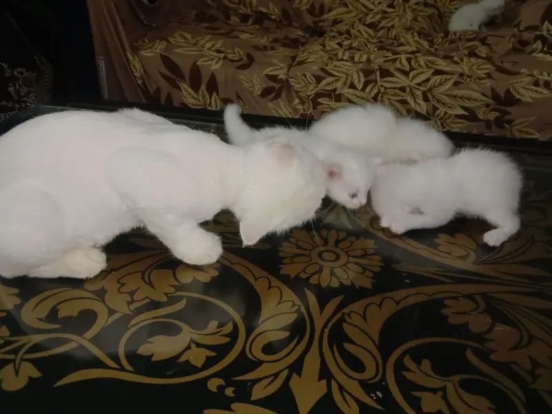 Persian family kittens and mother cat urgent sale — photo 2