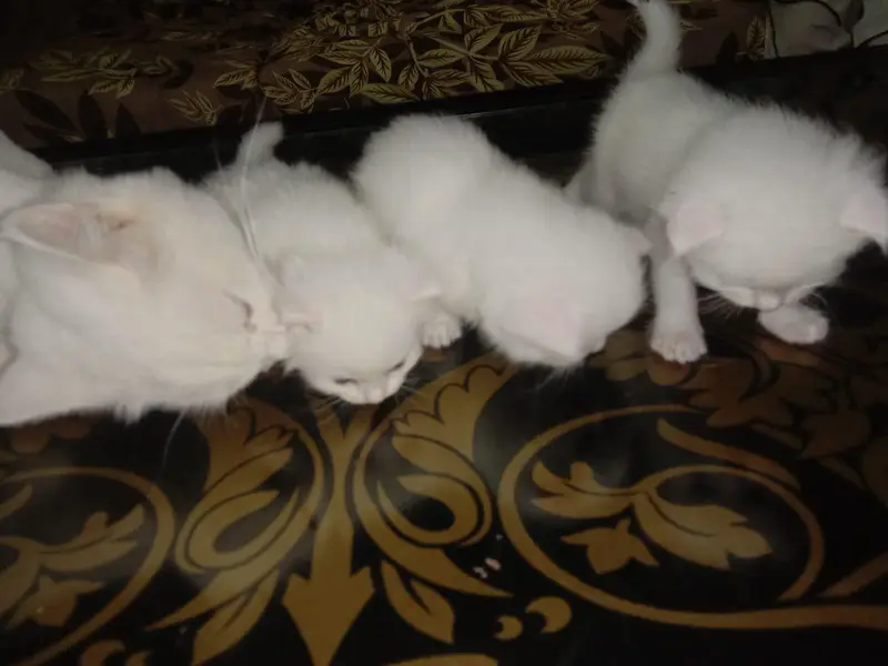 Persian family kittens and mother cat urgent sale — photo 3
