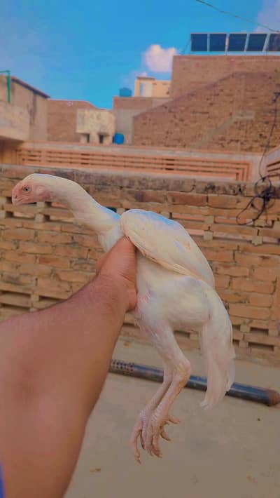 parrot beak female 6 months phatti long tail avilable