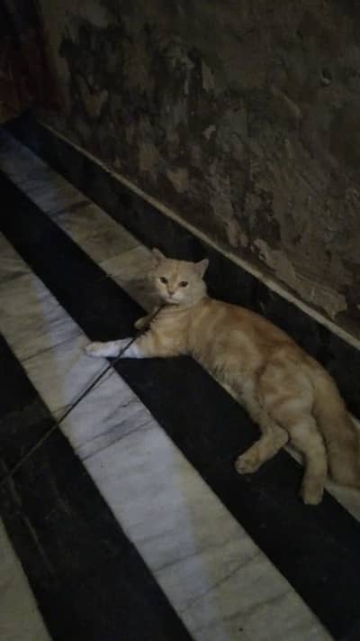 Persian cat for sale 4 months age Male Fawn Color Pasand Aaye ly jaye