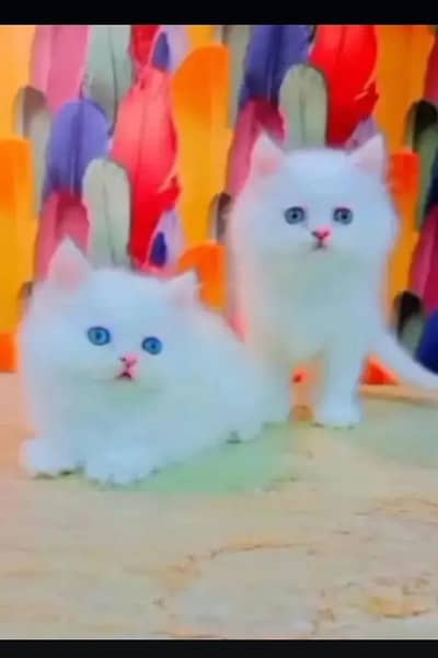 (Persian female kitten) (for sale all) (Pakistan delivery available)