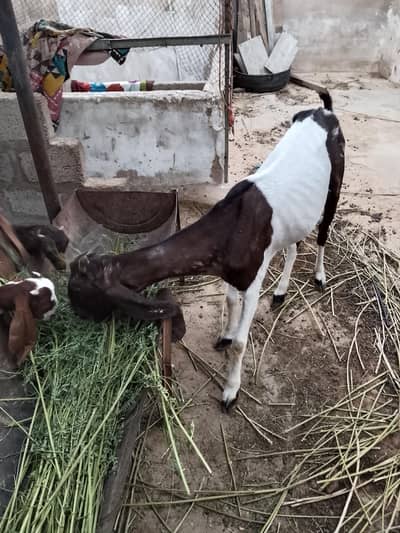 kamori bakri 3 bacho k 7
