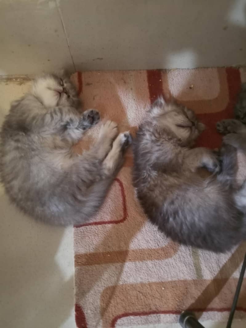 kitten 2