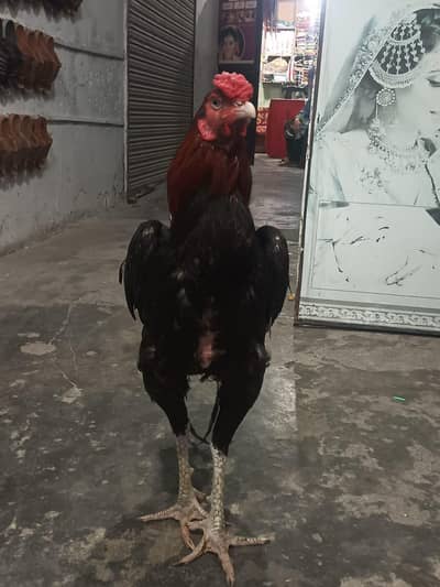 haider