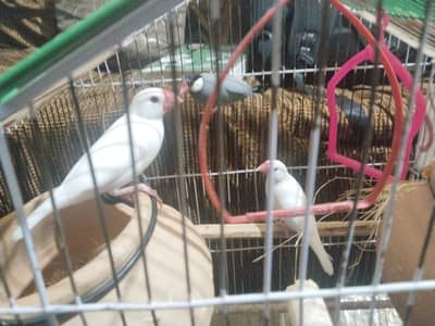 3 finches for sell