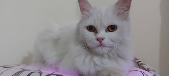 Female cat for sale