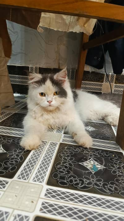 Adorable Persian Kitten Female