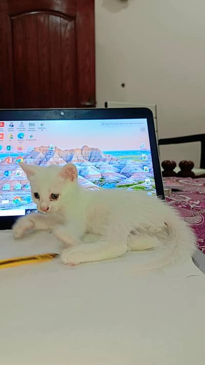 Kittens 45 Days Old