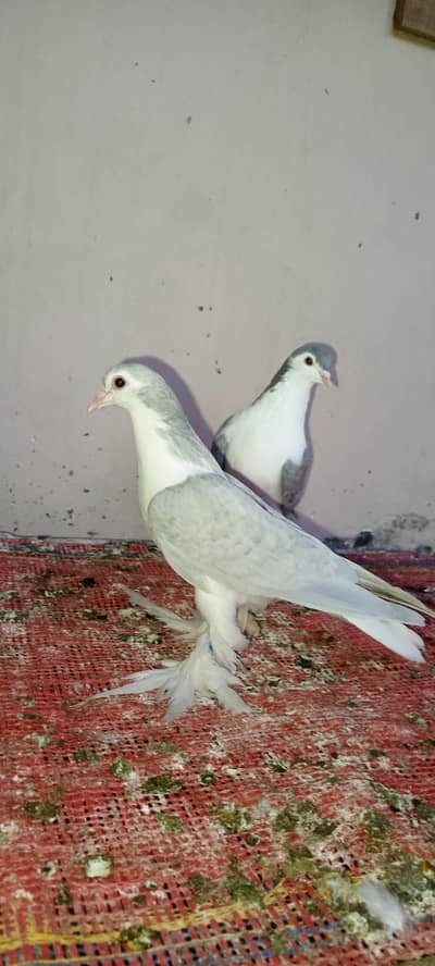 german silver pair, Karbalai chicks