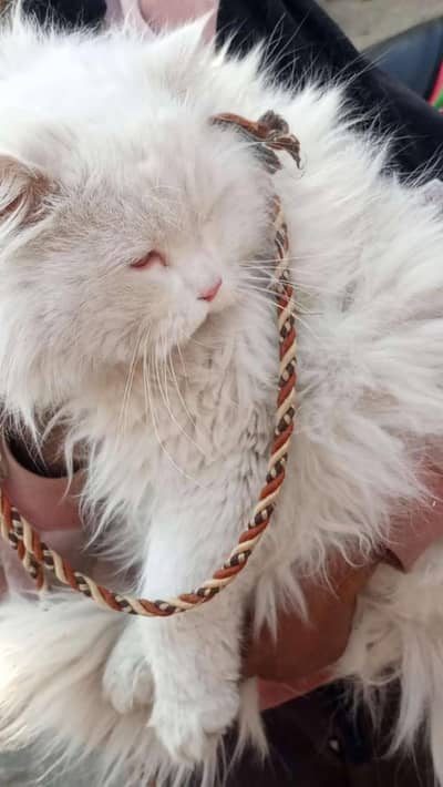 Persian cat