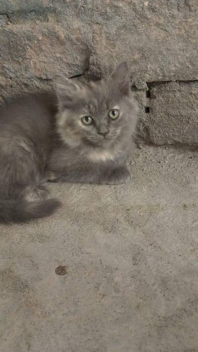 100% original persian male cat