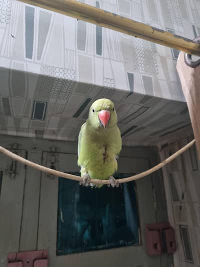 Green parrot 9 month  ka h