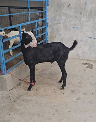 teddy gulabi ablak bakra goat teda(bakri breeder)