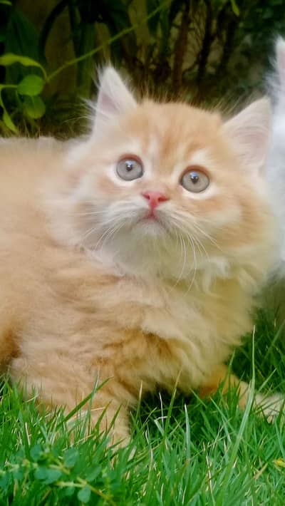 semi punch face kitten