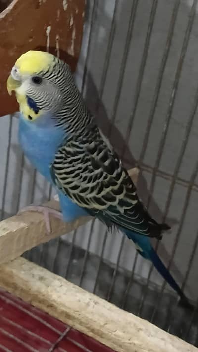 Australian Parrot female