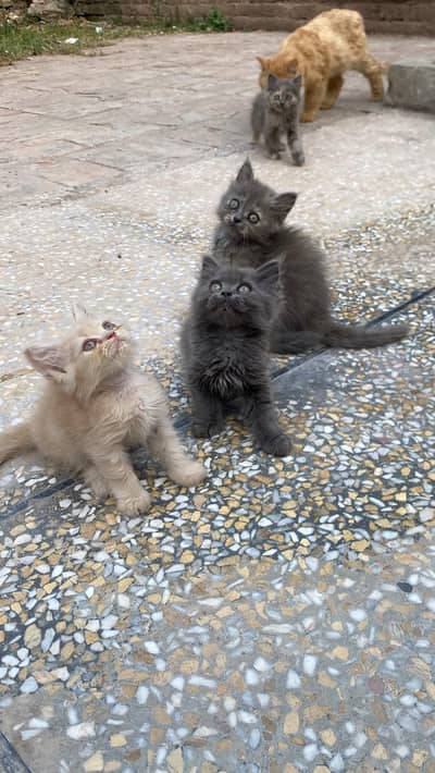 Persian kitten available