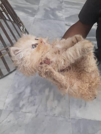 Persian triple coat punch face