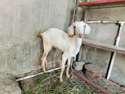 Pair Bakra and Bakri for sell 03132783687